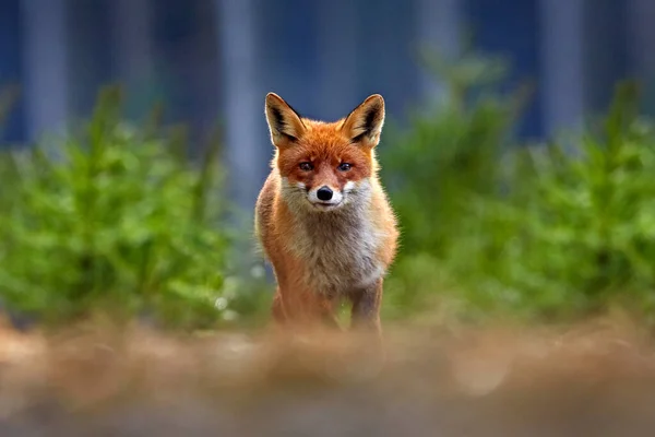 Red Fox Vulpes Vulpes Bellissimo Animale Sul Prato Erboso Nell — Foto Stock