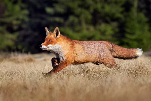 Red Fox Vulpes Vulpes Belo Animal Prado Gramado Habitat Natural — Fotografia de Stock