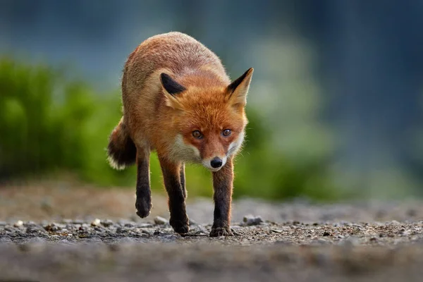 レッドフォックス 草原の牧草地で美しい動物 自然の生息地で 素敵な光と夜の太陽 ドイツ — ストック写真