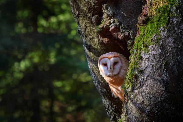 Eule Dunklen Wald Schleiereule Tyto Alba Schöner Vogel Sitzt Auf — Stockfoto