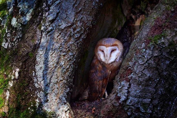 猫头鹰在黑暗的森林里Barn Owl Tyto Alba Nice Bird Sitting Old Tree Stump — 图库照片