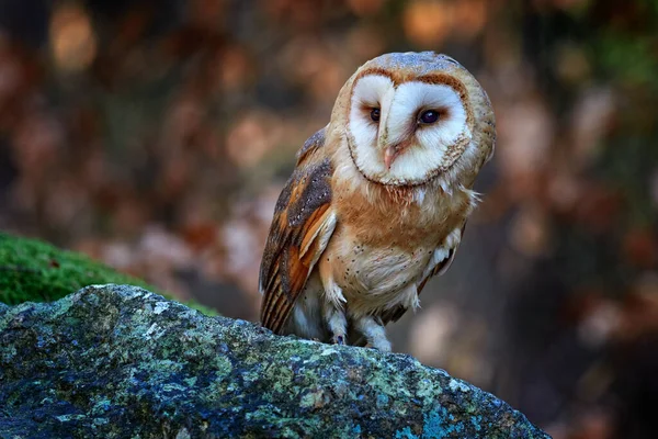 猫头鹰在黑暗的森林里Barn Owl Tyto Alba Nice Bird Sitting Old Tree Stump — 图库照片