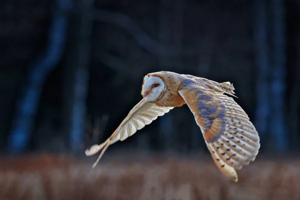 フクロウは羽を開いて飛ぶ バーンフクロウ Tytoアルバ 午前中に赤い草の上を飛行します 自然の野生の鳥のシーン 寒い朝の日の出 生息地の動物 森の鳥 — ストック写真