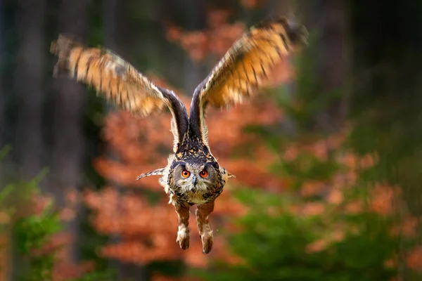 Eurasian Eagle Owl Bubo Bubo Сидячи Стовбурі Дерева Фотографія Дикої — стокове фото