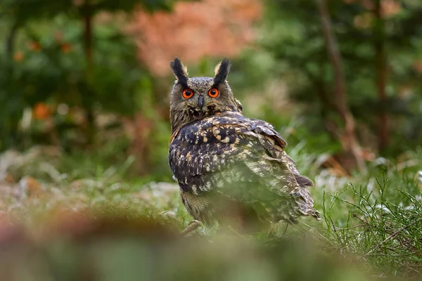 Gufo Reale Eurasiatico Bubo Bubo Seduto Sul Tronco Albero Foto — Foto Stock