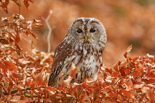 Tawny owl sitting on the stone n forest. Clear green background. Beautiful animal in the nature. Bird in the Sweden forest. Wildlife scene from dark spruce tree. Mystic bird in habitat.