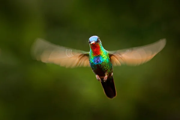 Red Glossy Shiny Bird Fiery Throated Hummingbird Panterpe Insignis Colorful — Stock Photo, Image