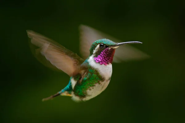 Detalle Mosca Alas Móviles Woodstar Vientre Blanco Colibrí Con Fondo — Foto de Stock