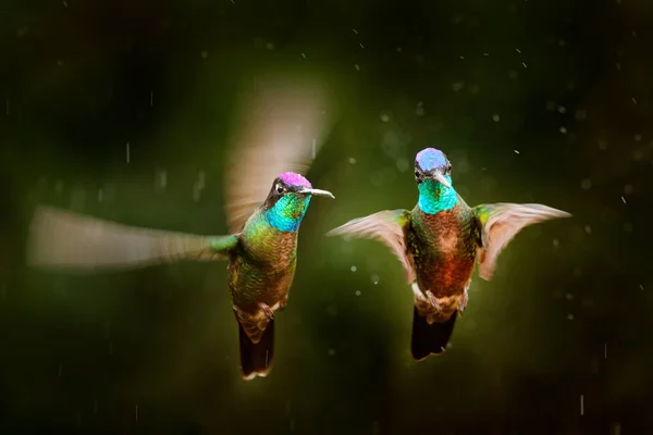 Csodálatos Kolibri Eugenes Fulgens Tapanti Costa Rica Vadvilág Trópusi Természetből — Stock Fotó