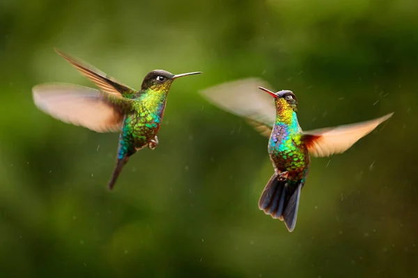 Glossy Shiny Tinny Bird Fiery Throated Hummingbird Panterpe Insignis Colourful — Stock Photo, Image