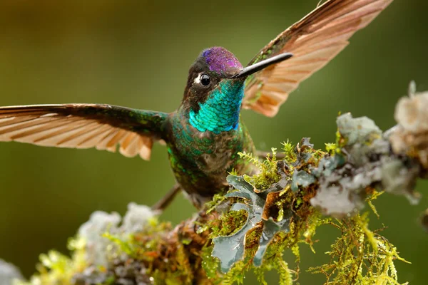 Magnificent Hummingbird, Eugenes fulgens, Tapanti MP, Costa Rica. Wildlife scene from tropic nature, bird feeding behaviour in the mountain forest. Bird in rainny tropic nature.