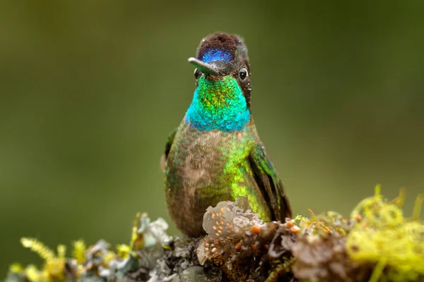 伟大的蜂鸟 Eugenes Fulgens Tapanti 哥斯达黎加 野生动物景观来自热带自然 鸟类在山林中觅食的行为 热带雨天的鸟 — 图库照片