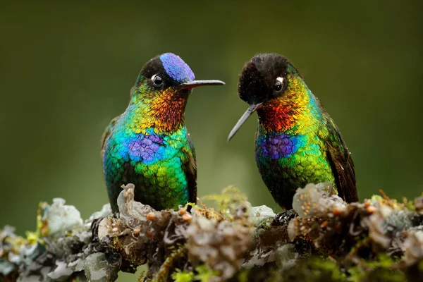 Brillante Pájaro Tinny Brillante Colibrí Garganta Ardiente Panterpe Insignis Pájaro — Foto de Stock