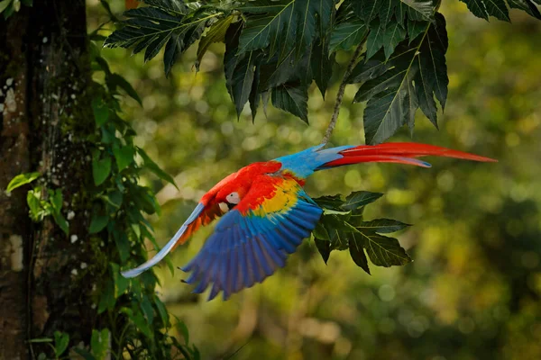 美しいバックライトと雨と濃い緑の植生で飛行赤青マシューオウム コスタリカの熱帯林にあるアラマカオのスカーレット マコー 熱帯の自然からの野生動物のシーン 森の中の赤 — ストック写真