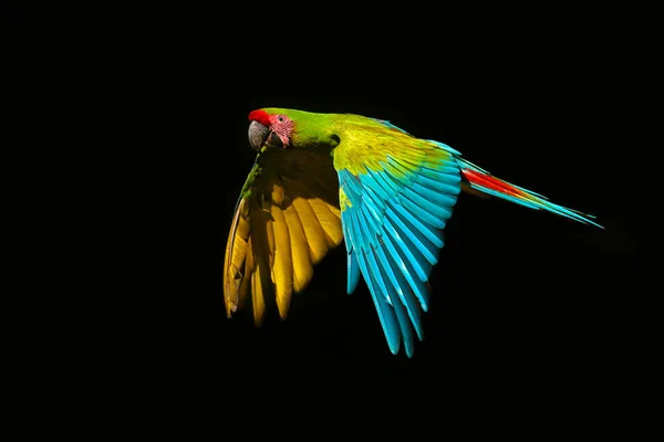 Ara Bigua Зелений Папуга Great Green Macaw Дереві Дикий Рідкісний — стокове фото