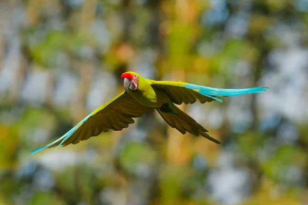 Ara Ambigua Pappagallo Verde Ara Verde Sull Albero Uccello Selvatico — Foto Stock