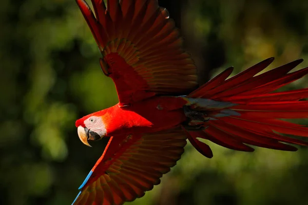 Papuga Macaw Latająca Ciemnozielonej Roślinności Pięknym Tylnym Światłem Deszczem Scarlet — Zdjęcie stockowe