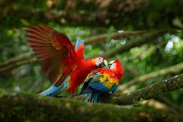 Pareja Grandes Loros Guacamayo Escarlata Ara Macao Hábitat Forestal Amor — Foto de Stock