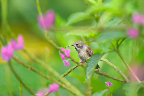 Bird Pink Flower Hummingbirds Brown Violet Ear Flying Next Beautiful — Stock Photo, Image