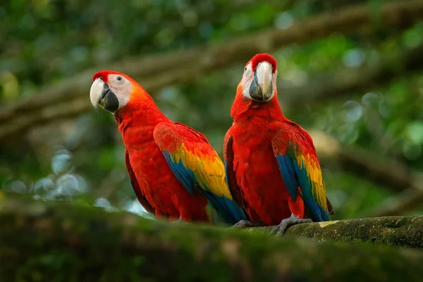 森林の生息地では 大きなオウムのペアスカーレットマコー アラマカオ 鳥の愛 コスタリカの支店に座っている2羽の赤い鳥 熱帯林の自然からの野生生物の愛のシーン — ストック写真