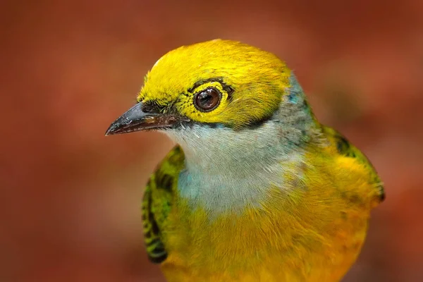 Tanager Detail Portret Van Vogel Zilveren Tanager Tangara Icterocephala Exotische — Stockfoto