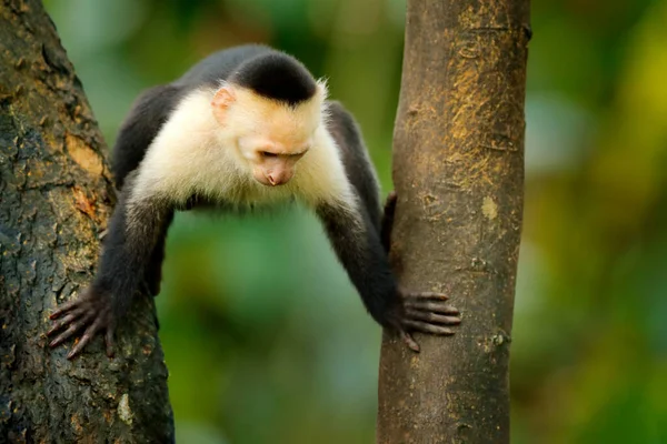 White Headed Capuchin Black Monkey Sitting Shake One Fist Tree — Stock Photo, Image