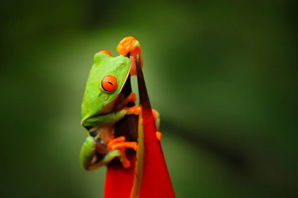 வனவ மரம தவள Agalychnis Callidryas இயற அழக தவள — ஸ்டாக் புகைப்படம்