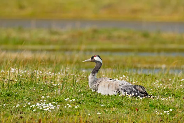 Common Crane Grus Grus Μεγάλο Πουλί Στο Φυσικό Περιβάλλον Γαλλία — Φωτογραφία Αρχείου