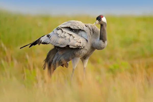 Gru Comune Grus Grus Grosso Uccello Nell Habitat Naturale Francia — Foto Stock