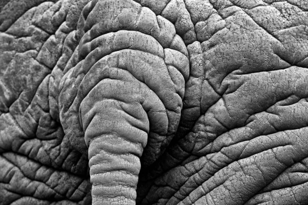Nagy Elefánt Részletei Vadvilági Jelenet Természetből Művészi Nézet Természetről Szem — Stock Fotó