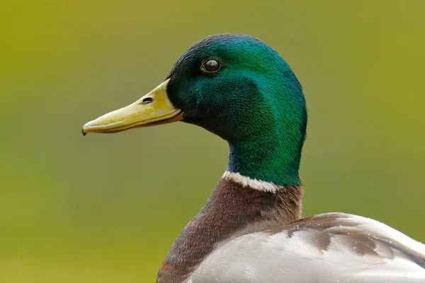 Çimlerin Arasına Saklanmış Bir Kuş Kuşu Mallard Anas Platyrhynchos Yeşil — Stok fotoğraf