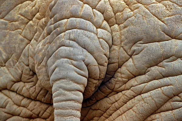 Détail Gros Éléphant Scène Animalière Nature Vue Art Sur Nature — Photo