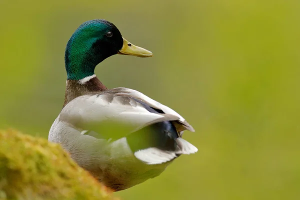 鸟躲在草丛里 水鸟Mallard Anas Platyrhynchos 鸭在绿色的植被 来自欧洲的鸟 — 图库照片