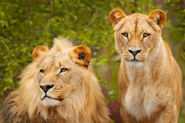 Para Lwów Afrykańskich Panthera Leo Szczegóły Dużych Zwierząt Wieczornym Słońcem — Zdjęcie stockowe