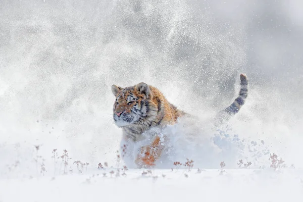 Tiger Wilder Winternatur Beim Laufen Schnee Sibirischer Tiger Panthera Tigris — Stockfoto