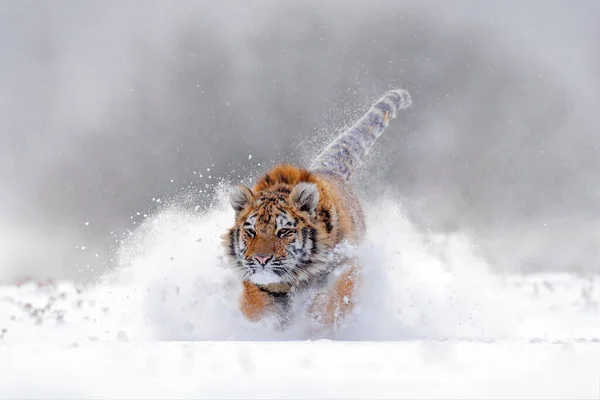 タイガー タイガ ロシアの寒い冬 野生のアムール猫と雪のフレーク タイガー雪の野生の冬の自然界で実行されます シベリアトラ パンテラ ティグリス アルタイカ 危険な動物と行動野生動物のシーン — ストック写真