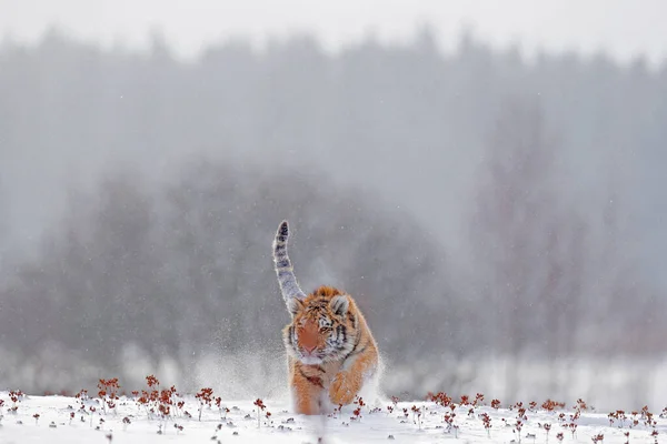 Tigre Hiver Froid Dans Taïga Russie Flocons Neige Avec Chat — Photo