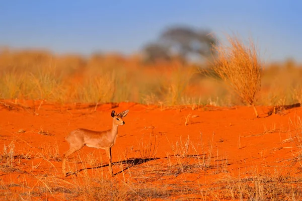 Steenbok Raphicerus Campestris Sunset Evening Light Fassy Nature Habitat Kgalagadi — стоковое фото