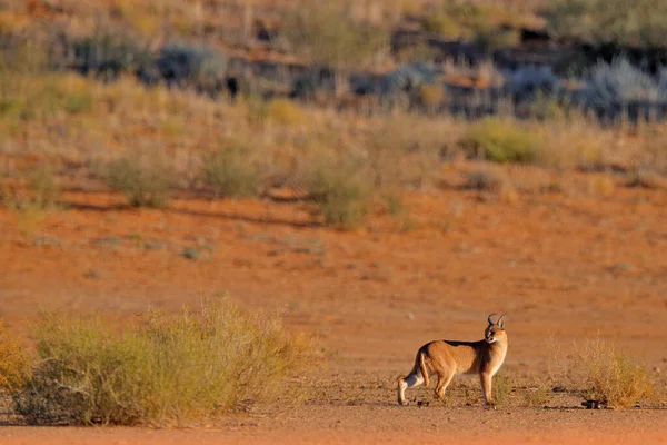 Caracal Lynx Africain Dans Désert Sable Rouge Beau Chat Sauvage — Photo