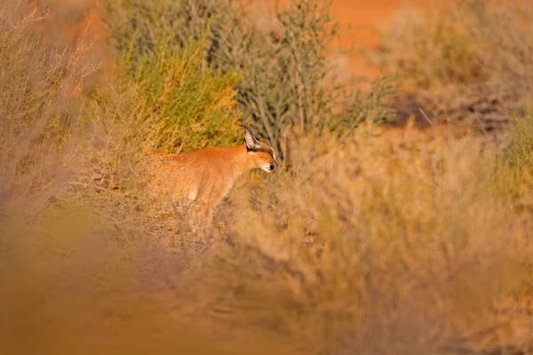 Caracal African Lynx Red Sand Desert Beautiful Wild Cat Nature — Stock Photo, Image