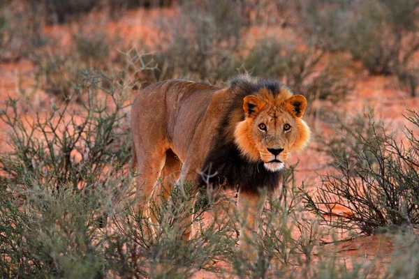 Kgalagadi狮子在黑暗的早晨 博茨瓦纳 有黑色鬃毛的狮子 栖息地里的大动物 非洲危险猫的人物肖像 非洲Kgalagadi大自然的野生动物景观 — 图库照片