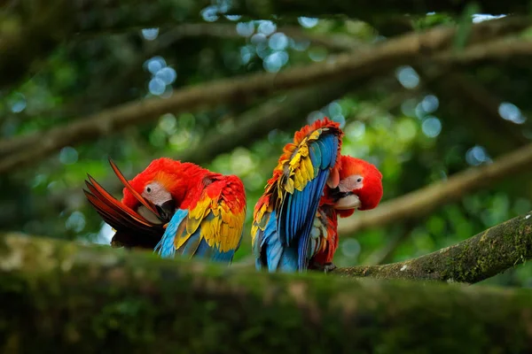 Bird love. Pair of big parrots Scarlet Macaw, Ara macao, in forest habitat. Two red birds sitting on branch, Brazil. Wildlife love scene from tropical forest nature. — Stock Image Bird Love Pair Big Parrots Scarlet Macaw Ara Macao Forest Stock Image