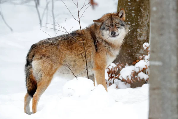 64 856 Loup Stock Photos Images Download Loup Pictures On Depositphotos 64 856 Loup Stock Photos Images Download Loup Pictures On Depositphotos