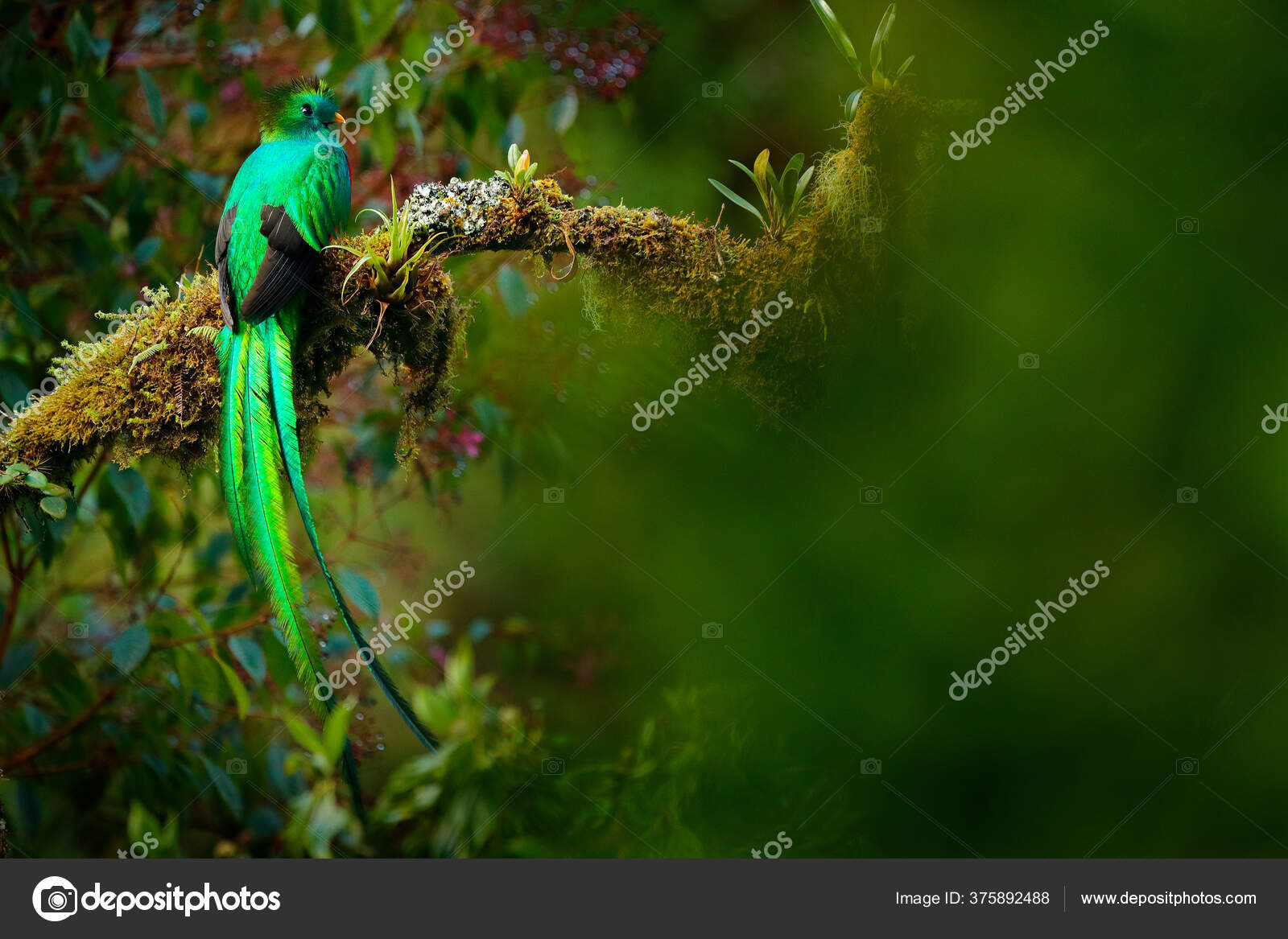 Quetzal Pharomachrus Mocinno Nature Costa Rica Pink Flower Forest