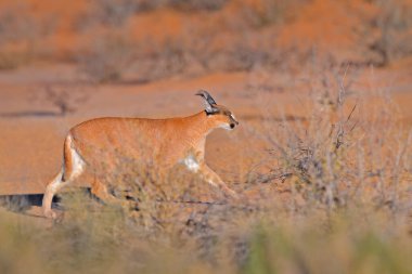Kgalagadi Caracal, Afrika vaşağı, kırmızı kum çölünde. Güzel vahşi kedi doğada, Kgalagadi, Botswana, Güney Afrika. Çakıl taşlarında yüzyüze yürüyen bir hayvan, Felis Caracal. Vahşi yaşam doğası.