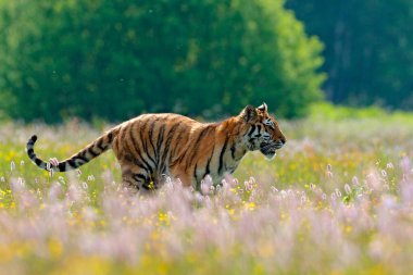 Summer day in taiga. Tiger with pink and yellow flowers. Amur tiger running in the grass. Flowered meadow with dangerous animal. Wildlife from spring, Siberia, Russia.  clipart