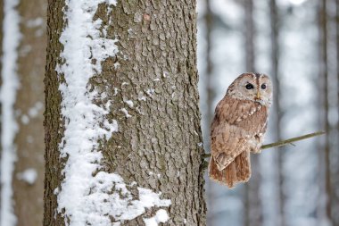 Baykuş ve karlı orman. Soğuk havada Tawny Baykuş karlı kış odunu, arka planda kar ormanı, doğal yaşam alanı. Polonya, Habitat 'tan vahşi yaşam sahnesi