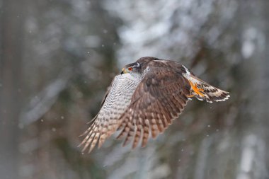Goshawk uçuşu, Almanya. Kuzey Goshawk, kış boyunca karla birlikte çam ağacına iniyor. Kış doğasından vahşi yaşam sahnesi. Ormandaki yırtıcı kuş..