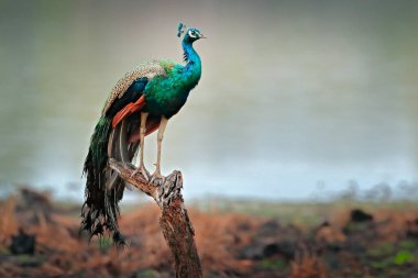 Hint Peafulü, Hindistan, Sri Lanka 'daki ağaç penceresinde kuş kur yapıyor. Hint Peafowl, Pavo Kristali, Hindistan 'dan mavi ve yeşil egzotik bir kuş. Ağacın üzerinde denizaslanları.