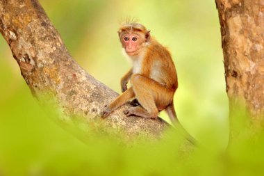 Toque macaque, Macaca sinica, akşam güneşli maymun. Doğa habitatı Macaque, Wilpattu NP, Sri Lanka. Asya 'dan vahşi yaşam sahnesi. Arka planda güzel bir orman.
